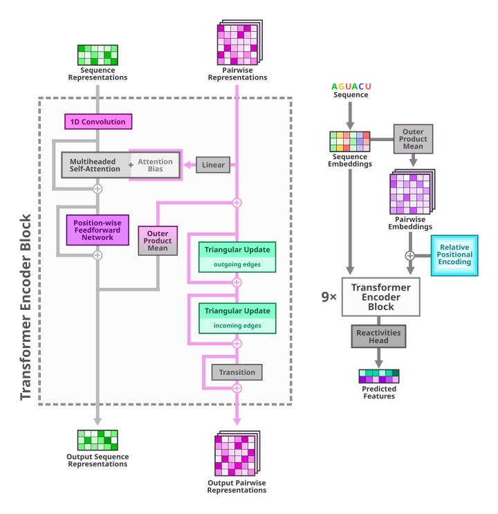 RibonanzaNet model architecture diagram, described in the paper Ribonanza: deep learning of RNA structure through dual crowdsourcing linked on the about page